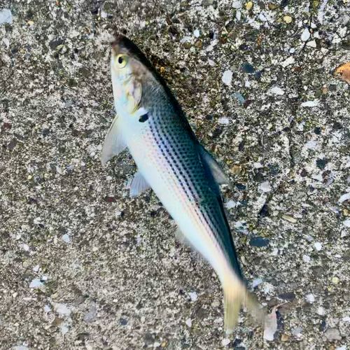 コノシロの釣果