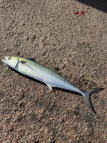 サゴシの釣果