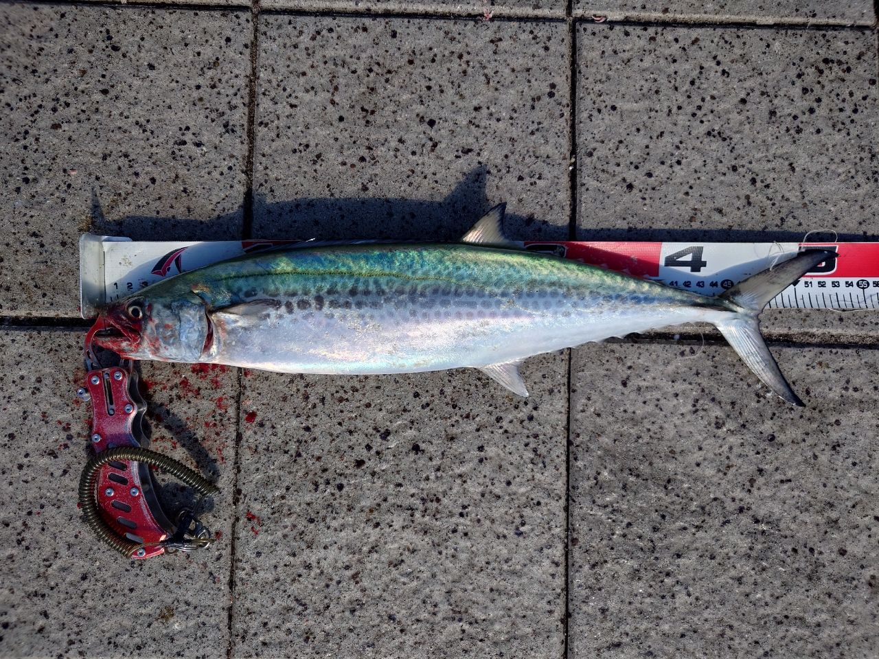 DAIWA 20オーバーゼア エア 103Mの最安値・インプレ・釣果 | 本音の