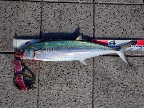 サゴシの釣果