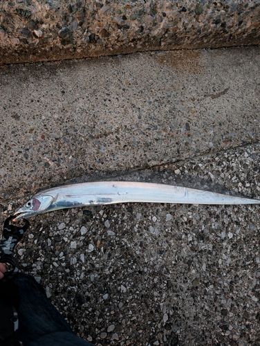 タチウオの釣果