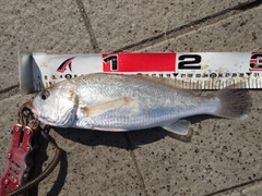 シログチの釣果