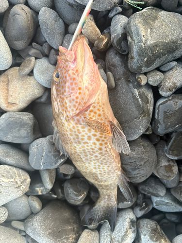 オオモンハタの釣果