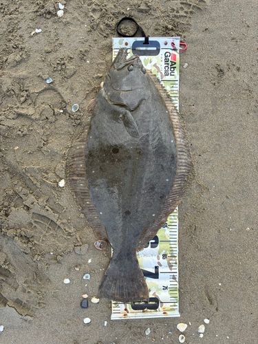 ヒラメの釣果