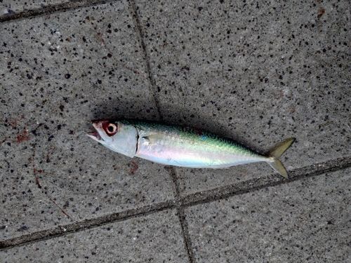 サバの釣果