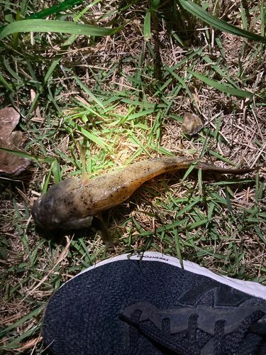 ウロハゼの釣果