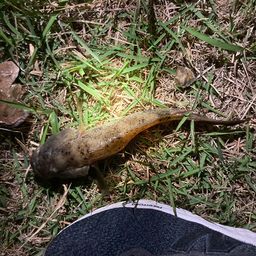 ウロハゼ