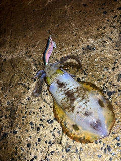 アオリイカの釣果