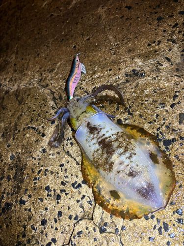 アオリイカの釣果