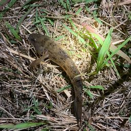 マハゼ