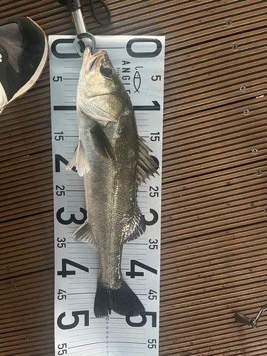 シーバスの釣果