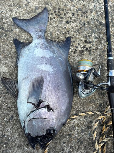 イシダイの釣果
