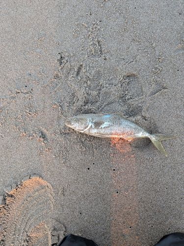 伊良湖サーフ