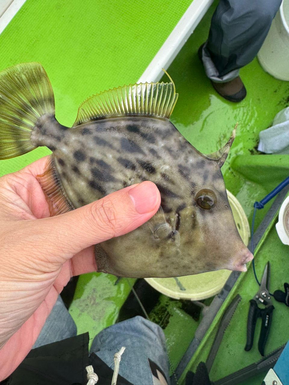 おやさい0831さんの釣果 1枚目の画像