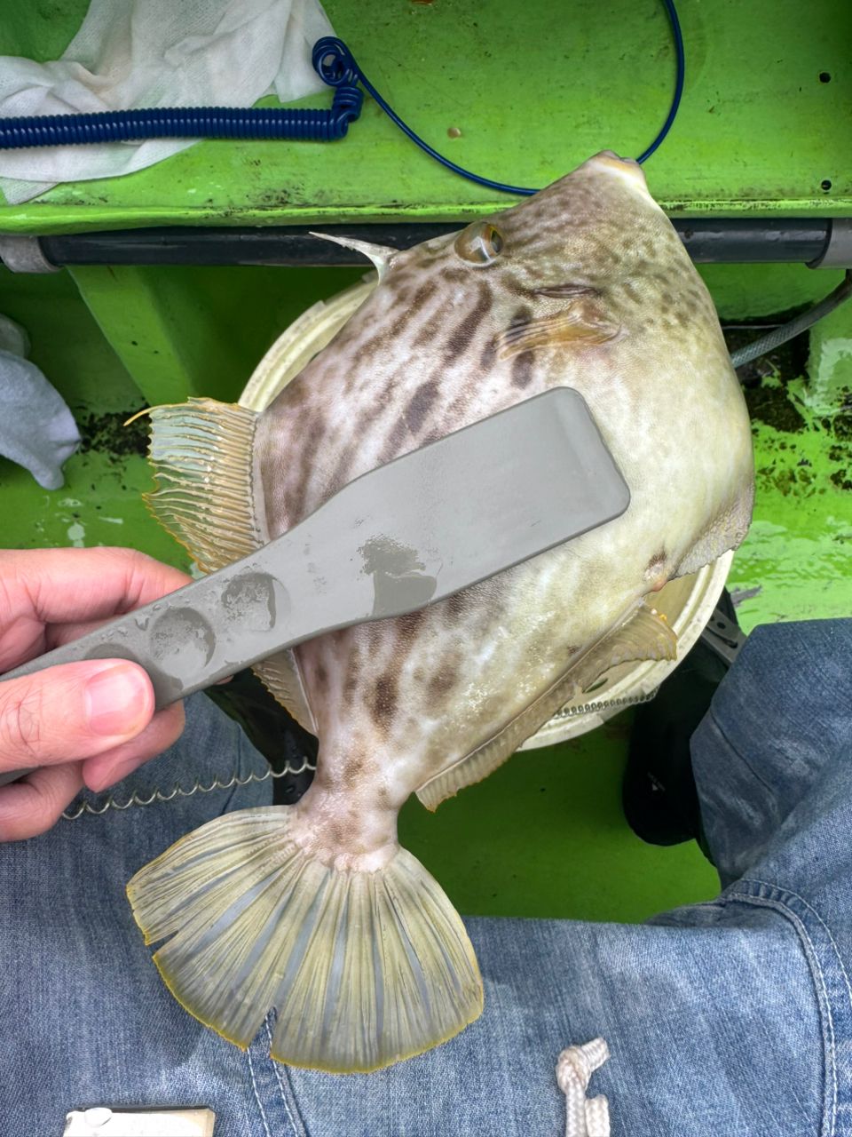 おやさい0831さんの釣果 2枚目の画像