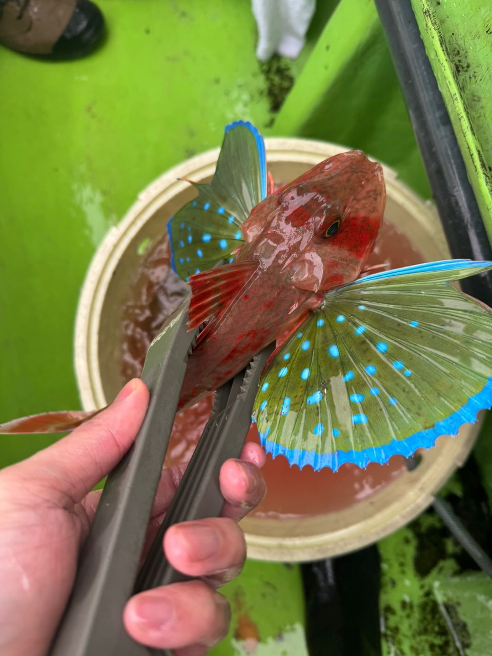 おやさい0831さんの釣果 3枚目の画像