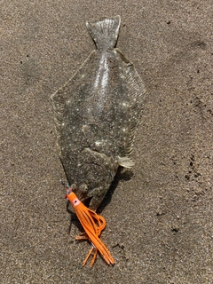 ヒラメの釣果