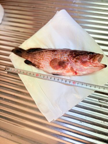 キジハタの釣果