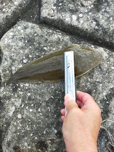 シタビラメの釣果