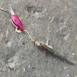 マハゼ