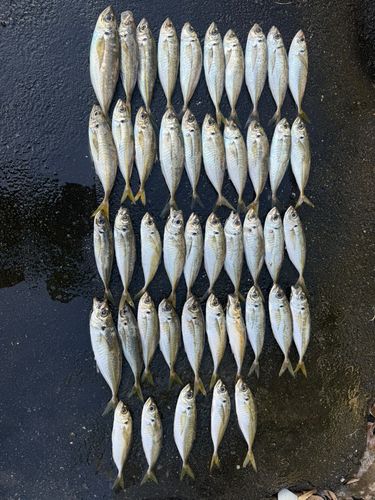 マアジの釣果