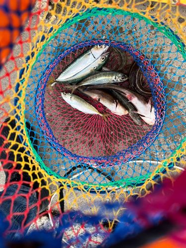 ゴンズイの釣果
