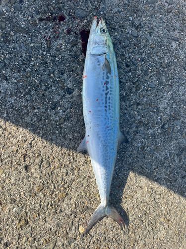 サゴシの釣果