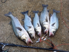 ヒラスズキの釣果
