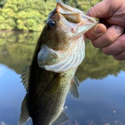 ラージマウスバス