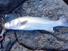 ヒラスズキの釣果