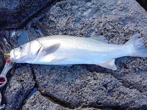 ヒラスズキの釣果