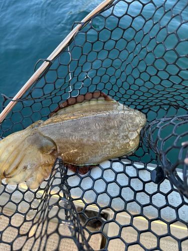 コウイカの釣果