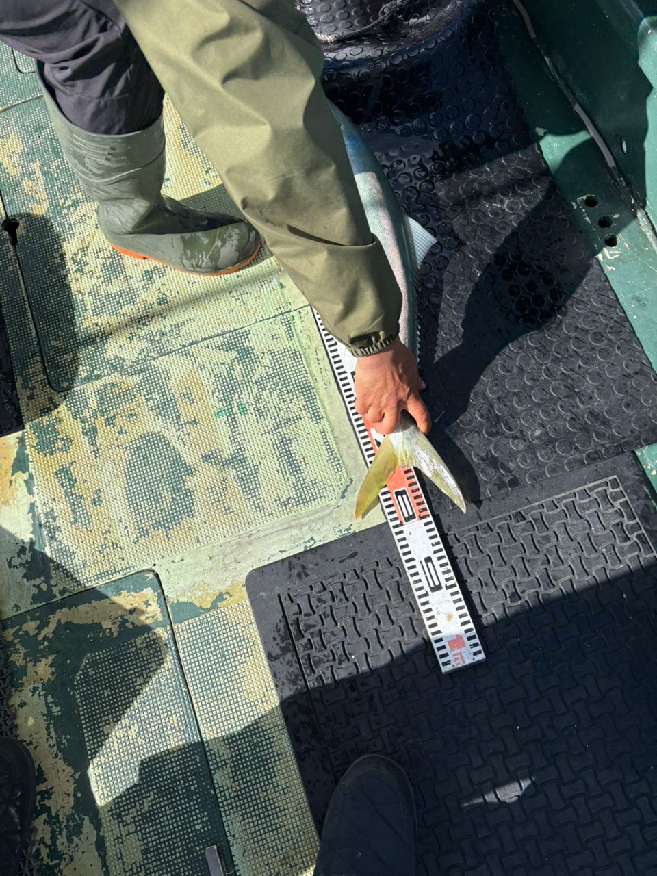 食べ放題さんの釣果 2枚目の画像