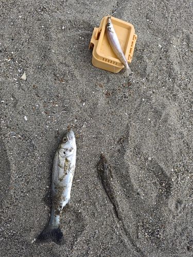 新舞子海岸（富津）
