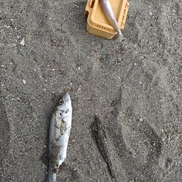 セイゴ(マルスズキ)