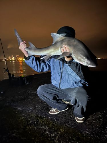ドチザメの釣果