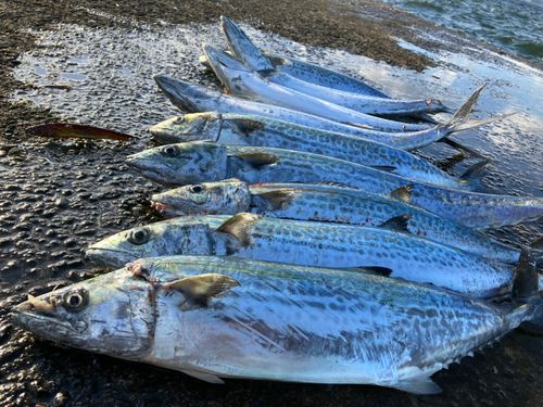 サゴシの釣果