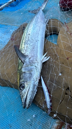 サワラの釣果