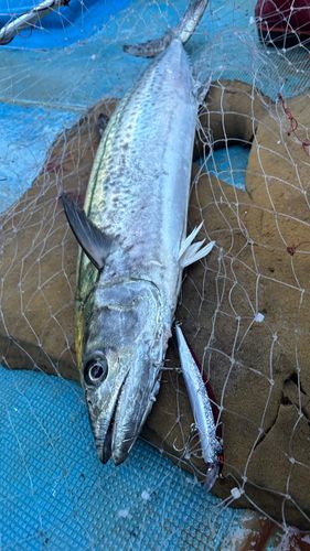 サワラの釣果