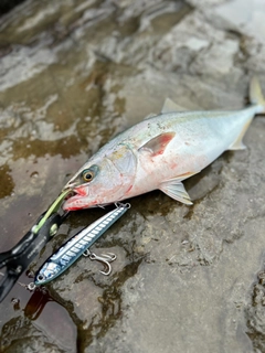 イナダの釣果