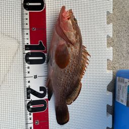 アコウ