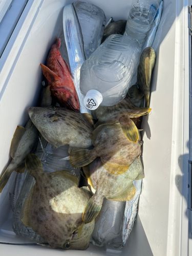 カワハギの釣果