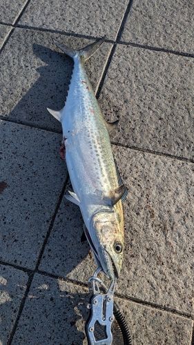 サゴシの釣果