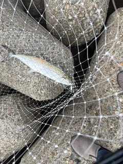 サゴシの釣果