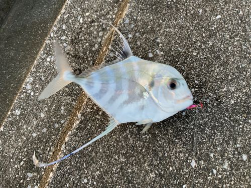 桂浜