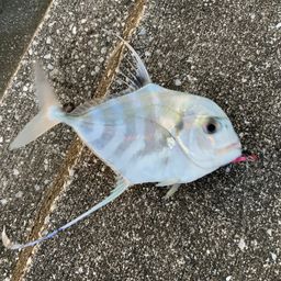 イトヒキアジ