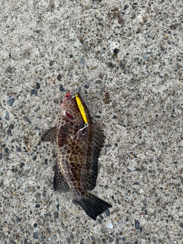 オオモンハタの釣果