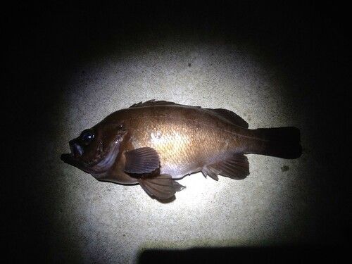 メバルの釣果