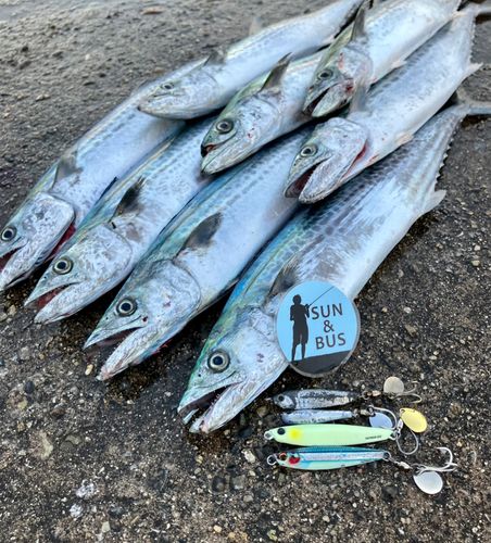 サゴシの釣果