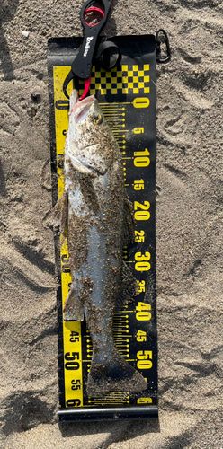 フッコ(マルスズキ)の釣果